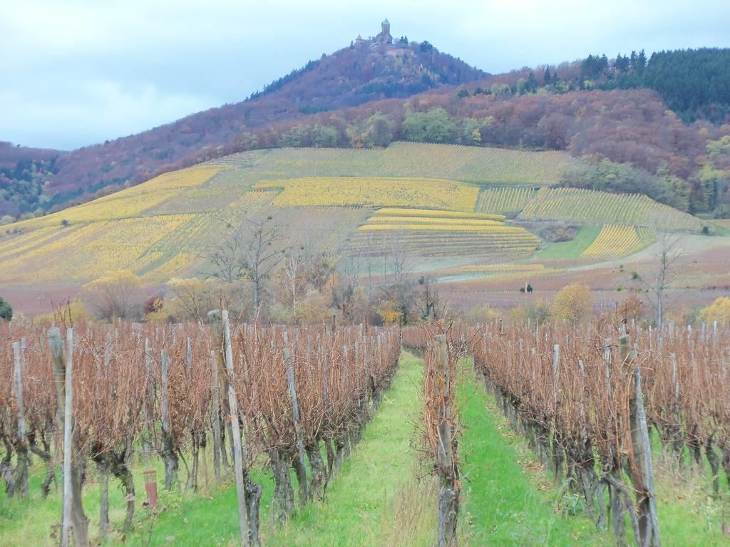 Apartment Route Du Vin Centre Alsace Orschwiller Værelse billede